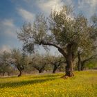 Pradera con Olivos