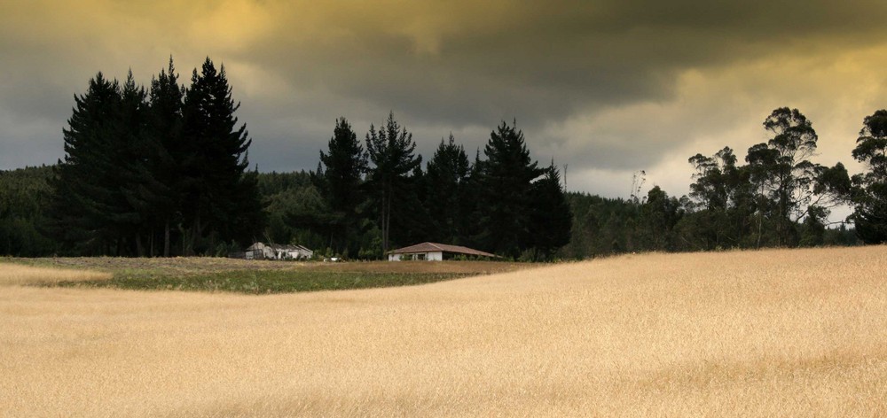 Pradera Cotopaxi