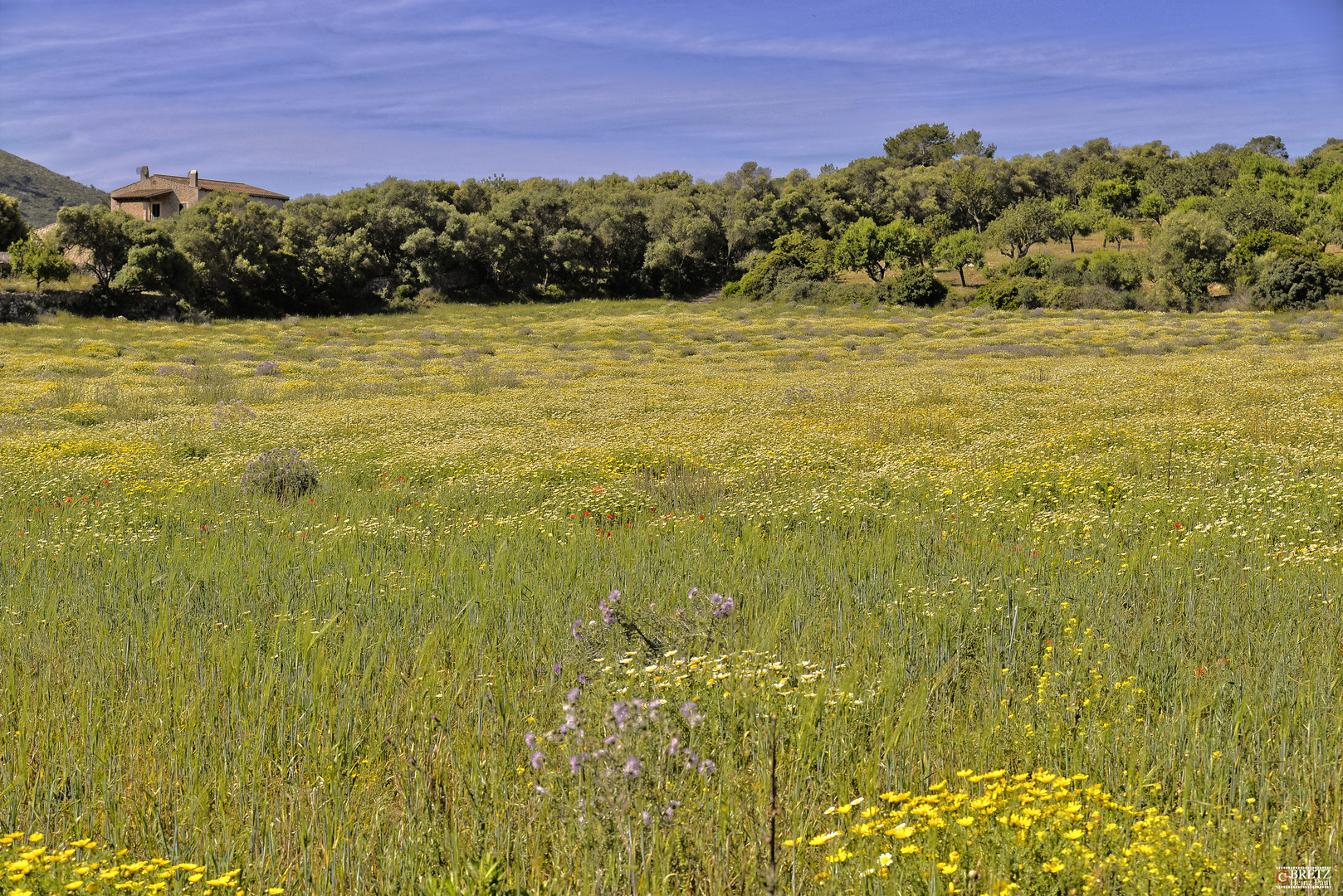 Prado de la flor