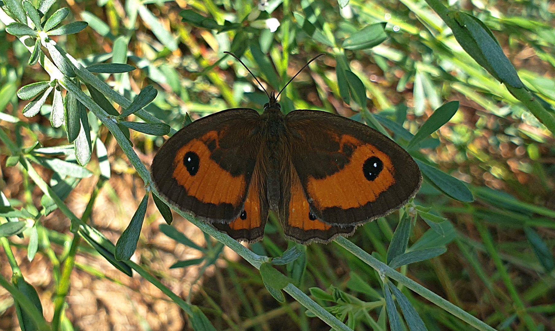 Prado Marrón, (Butterfly meadow brown).