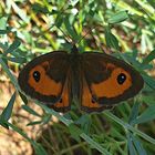 Prado Marrón, (Butterfly meadow brown).