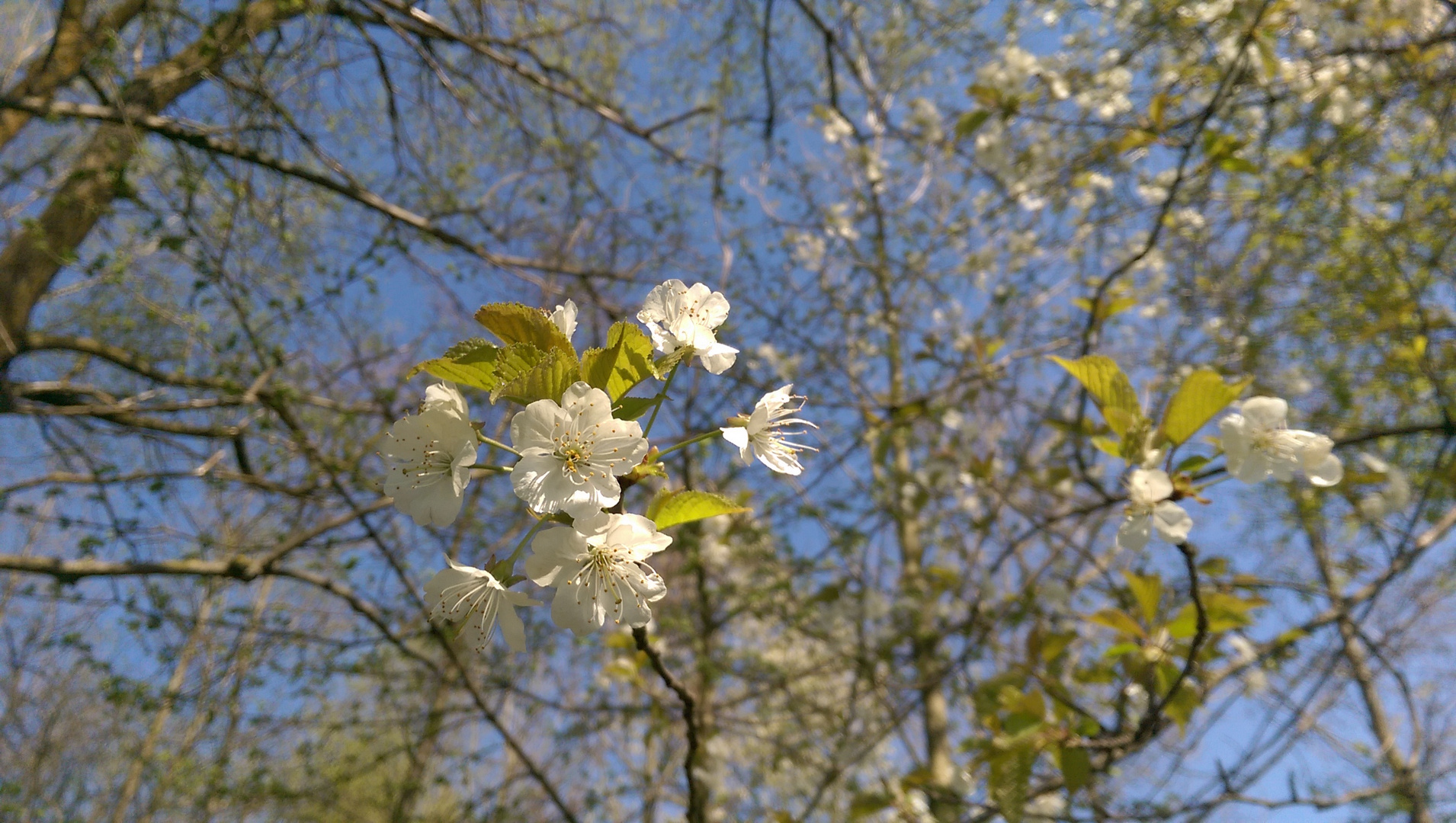 Prächtig blüt der Frühling