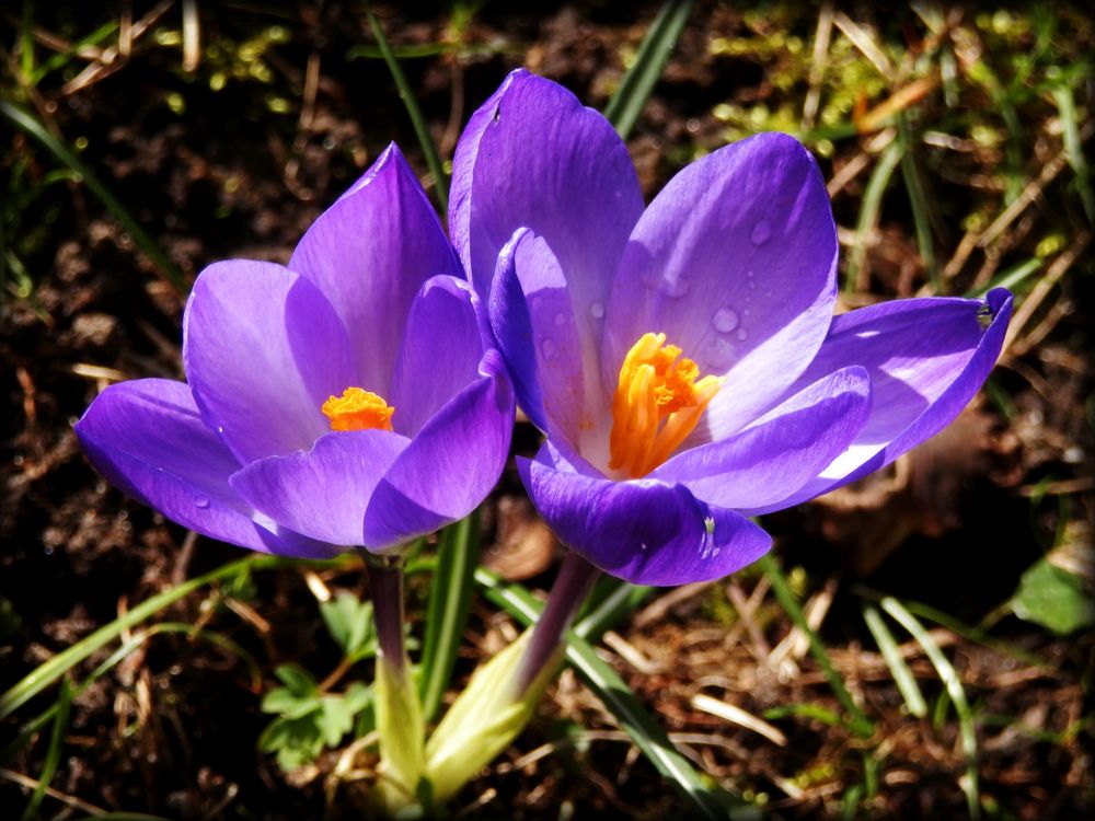 Prächtig gefärbte Krokusse - ein Traum in Lila