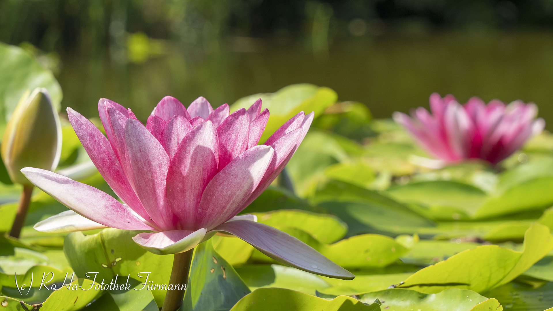 prächtig-rote Blüte der Seerose (Nymphaea)