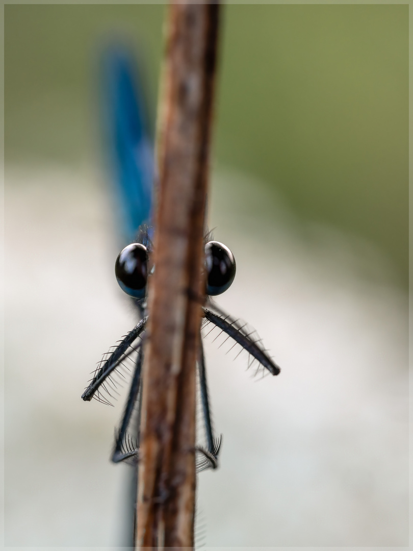 * Prächtige Augen *