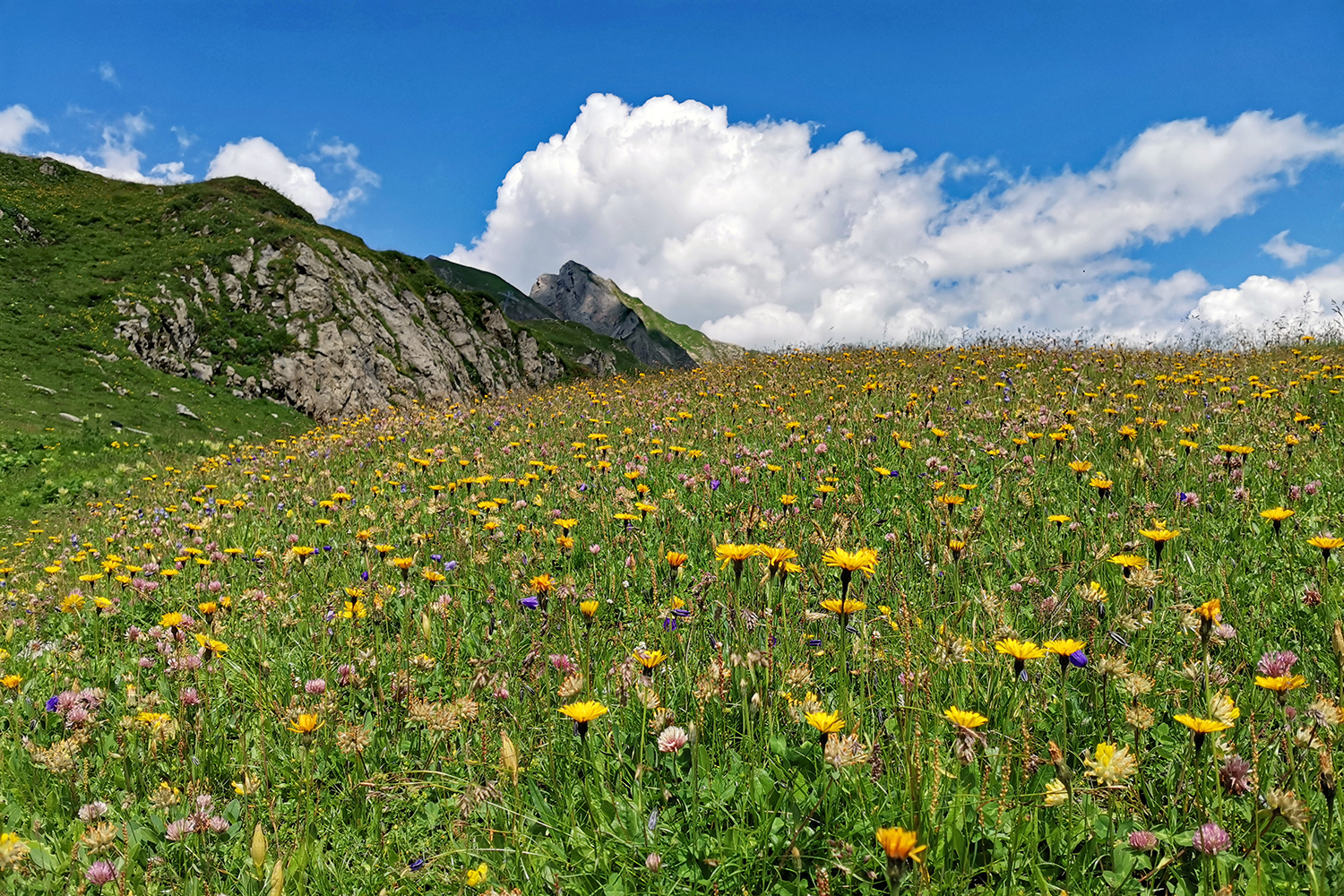 Prächtige Bergblumenwiese!