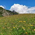 Prächtige Bergblumenwiese!