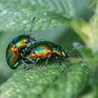 Prächtige Blattkäfer (Chrysolina fastuosa) Kopula