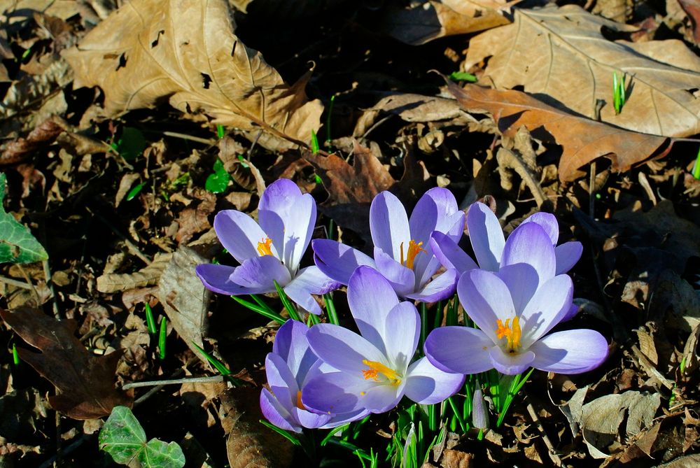 Prächtige blaue Krokusse