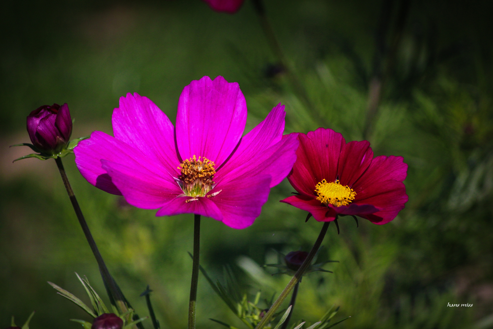 Prächtige Blüten