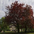 Prächtige Blutbuchen vor dem Schloss Wocklum bei Balve (2018_04_29_EOS 6D Mark II_2078_pano_ji)