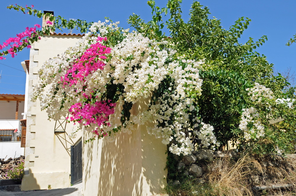 Prächtige Bougainvillea