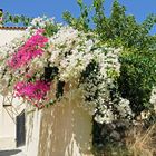 Prächtige Bougainvillea