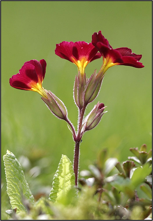 Prächtige Farbe