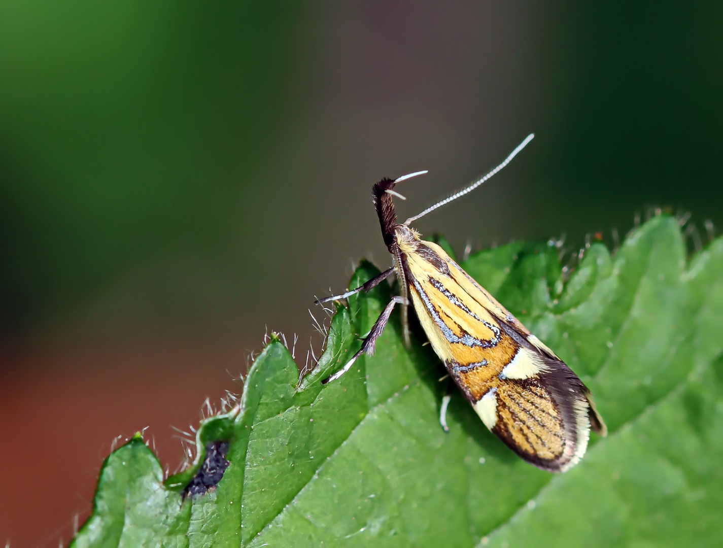 Prächtige Faulholzmotte (Alabonia geoffrella)