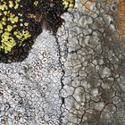 Prächtige Flechten-Wohngemeinschaft! - Ces lichens cohabitent sur un rocher à la montagne...