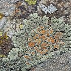 Prächtige Flechtenkunst* auf einem abgelegenen Felsen. - Des lichens sur un rocher...