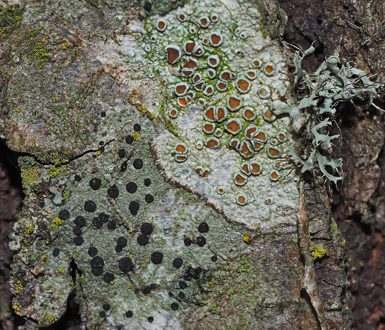 Prächtige Flechtenwelt: Lecanora chlarotera und Lecidella elaeochroma! *