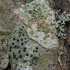 Prächtige Flechtenwelt: Lecanora chlarotera und Lecidella elaeochroma! *