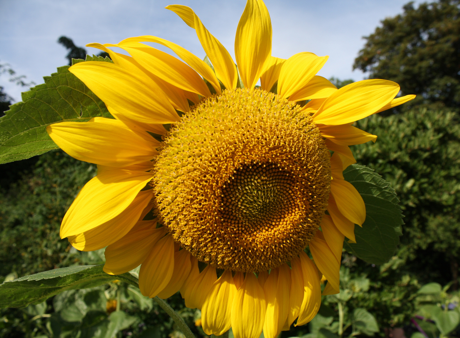 Prächtige, gelbe Sonnenblume