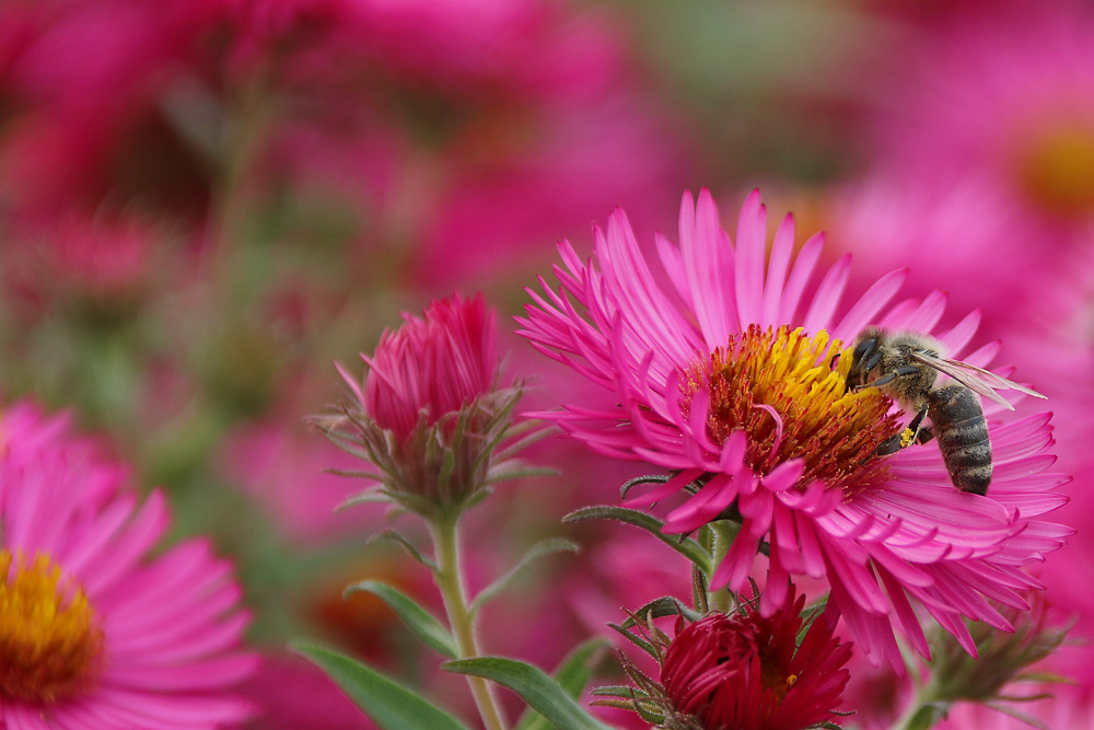 prächtige Herbstfarben mit Bienenbesuch