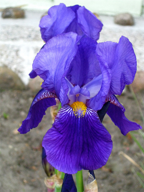 Prächtige Iris