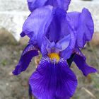 Prächtige Iris