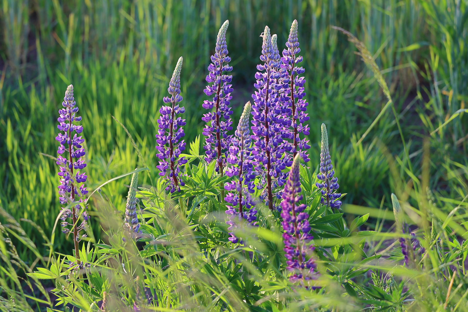 Prächtige Lupinen