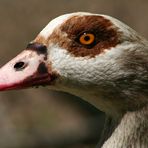 ~prächtige Nilgans~