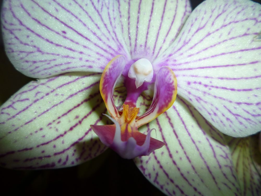 Prächtige Orchidee...