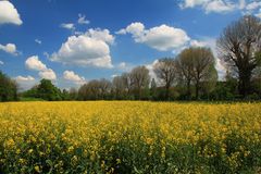 Prächtige Pappeln und Rapsfelder