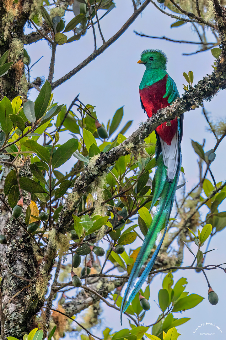 Prächtige Quetzal