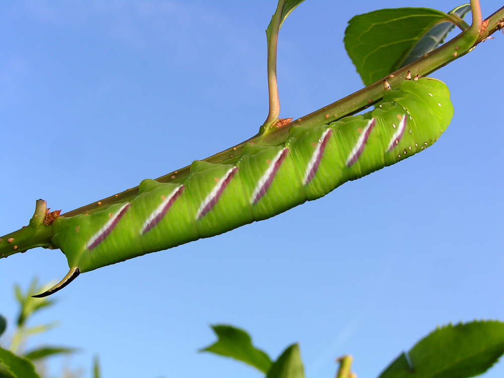 prächtige Raupe des Lingusterschwärmers