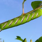 prächtige Raupe des Lingusterschwärmers