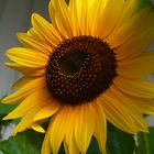 Prächtige Sonnenblume