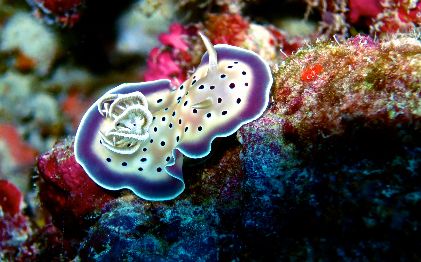 Prächtige Sternschnecke (Triton chromodoris)