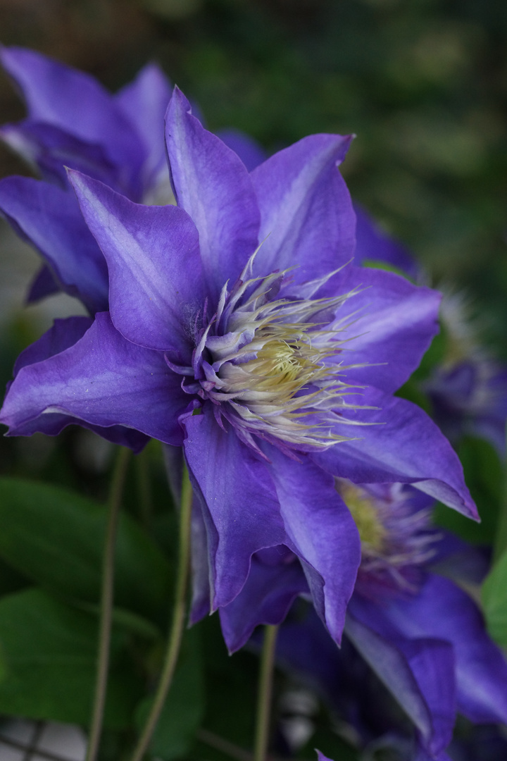 prächtige violette Clematis