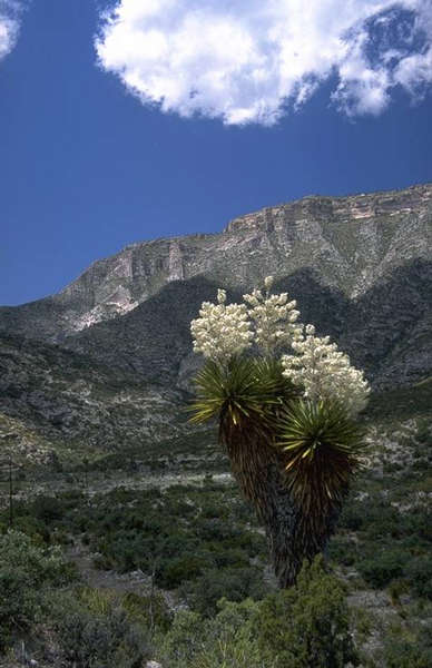 Prächtige Yucca