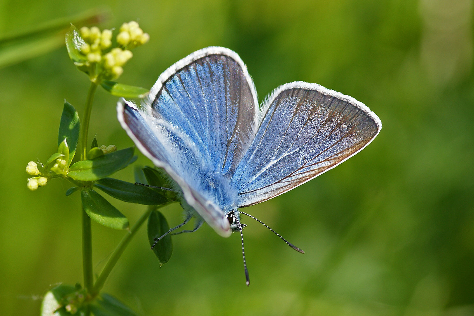 Prächtiger Bläuling oder Vogelwicken-Bläuling (Polyommatus amandus)