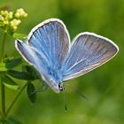 Prächtiger Bläuling oder Vogelwicken-Bläuling (Polyommatus amandus)