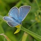 Prächtiger Bläuling (Polyommatus amandus), Männchen