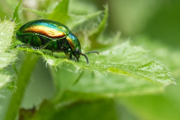Prächtiger Blattkäfer bzw. Goldglänzender Blattkäfer bzw. Ovaläugiger Blattkäfer