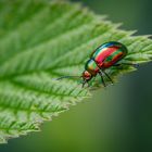 Prächtiger Blattkäfer (Chrysolina fastuosa)