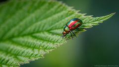 Prächtiger Blattkäfer (Chrysolina fastuosa)