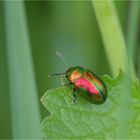 Prächtiger Blattkäfer (Chrysolina fastuosa)