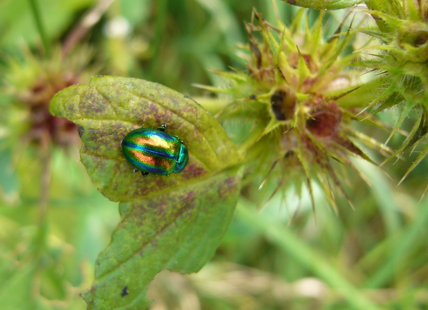 Prächtiger Blattkäfer (Chrysolina fastuosa)