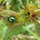 Prächtiger Blattkäfer (Chrysolina fastuosa)