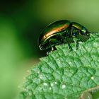 Prächtiger Blattkäfer (Chrysolina fastuosa), dead-nettle leaf beetle