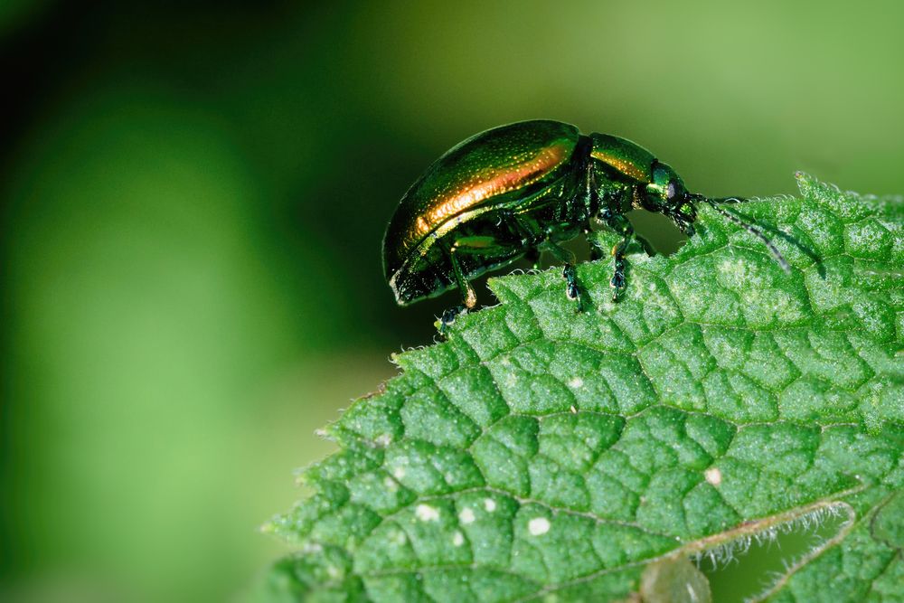 Prächtiger Blattkäfer (Chrysolina fastuosa), dead-nettle leaf beetle