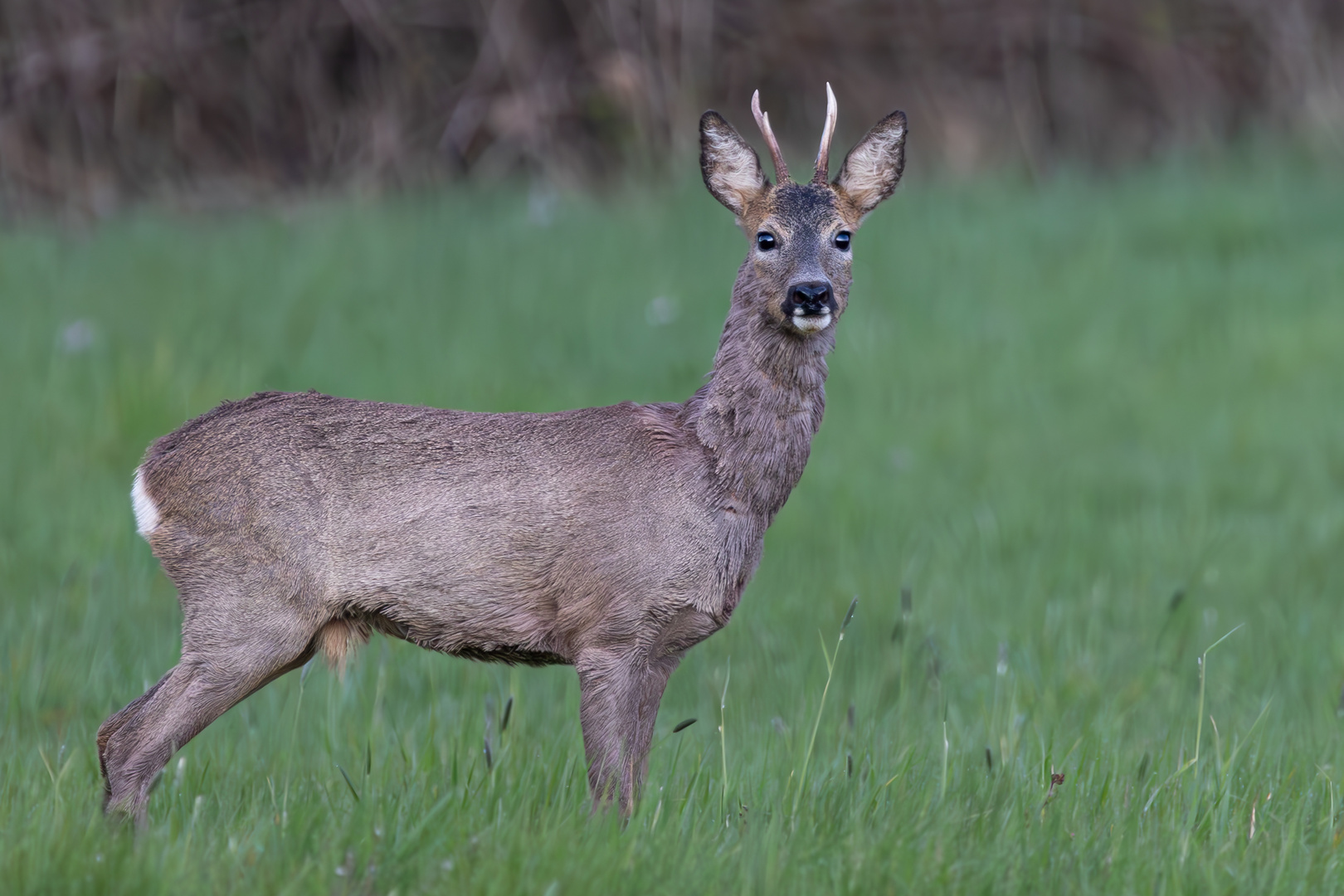 Prächtiger Bock